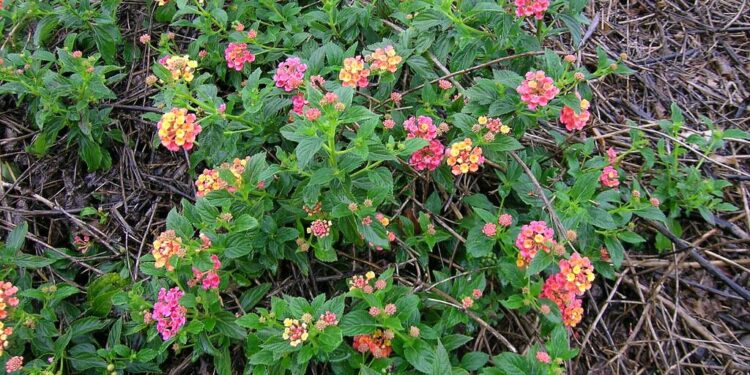 Lantana Camara: The Notorious Exotic Beauty of India
