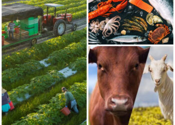 Why Conventional Agri-food Systems are Unsustainable.